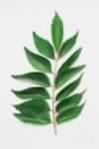 Sweet Neem Powder