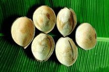 COCONUT SHELL ICE CREAM BOWLS