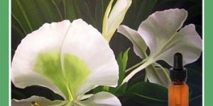 White Ginger Lily Absolute Oil