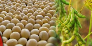 Organic Soybean