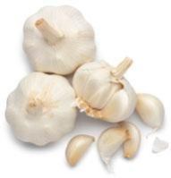 Garlic