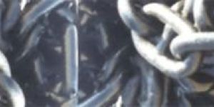 Anchor Chains