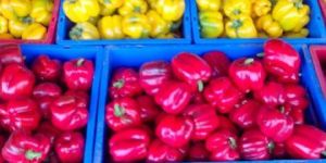 Colored Capsicum, Colored Onion