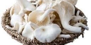 Fresh Oyster Mushroom