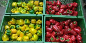 Fresh Capsicum