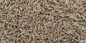 Cumin Seeds