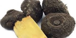 Fresh Elephant Foot Yam