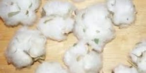 Raw Cotton Seeds