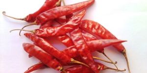 Dry Red Chilli