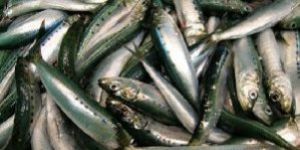 Fresh Sardinops Sagax Fish