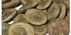 Nux Vomica Seeds