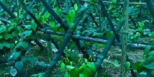 Agricultural Vermicompost