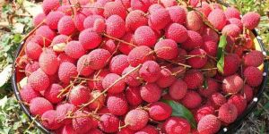 Fresh Lychee