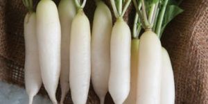 Fresh Radish