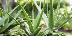 Aloe Vera Baby Plants