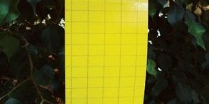 Yellow Sticky Trap
