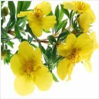 Evening Primrose Oil