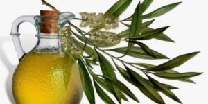 Organic Eucalyptus Oil