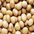 Organic Soya Beans