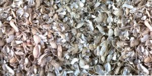 Groundnut Shell
