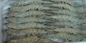 Vannamei Shrimps