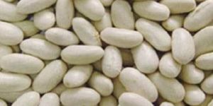 White Rajma