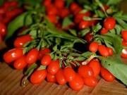 Goji Berry