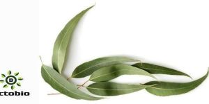 Eucalyptus Oil