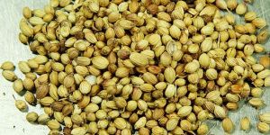 Coriander Seed