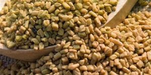 Fenugreek