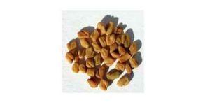 Fenugreek
