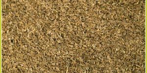 Dill Seeds