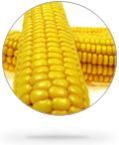 Maize