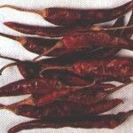 Dry Chillies