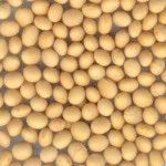 Soya Beans
