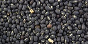 Black Lentils