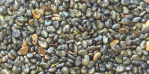 Sunn Hemp Seeds