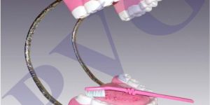 Dental Care Model