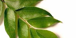 Curry Leaf