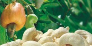 Cashew Nuts