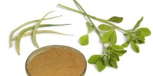 Gymnema Extract ( Gymnemic acid 25% -75%)