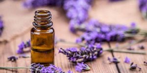 Lavender Oil