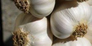 Indian Fresh Garlic