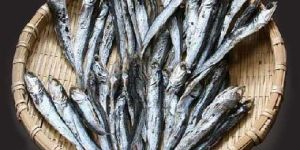 Dried Sardines
