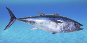 Tuna Fish