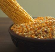 Yellow Maize