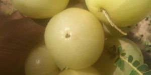 Amla