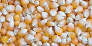 Maize