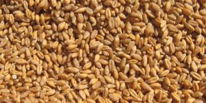 Wheat