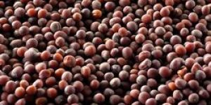 Black Mustard Seeds